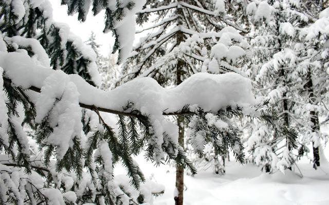 直男程式設計師寄雪求婚！女友發帖：這婚還能結嗎？