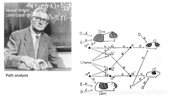 Wright的路径分析