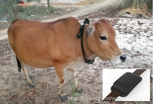 图1 北斗卫星放牧终端PN01(格雷星)和佩戴效果图