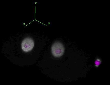 生物图像处理软件_细胞追踪_imagej trackmate-CSDN博客
