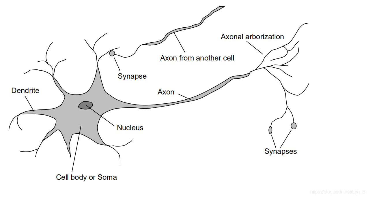Нервная ткань строение нейрона. Зарисовать строение нервной ткани. Схема строения нервной клетки. Строение нейрона рисунок с подписями.
