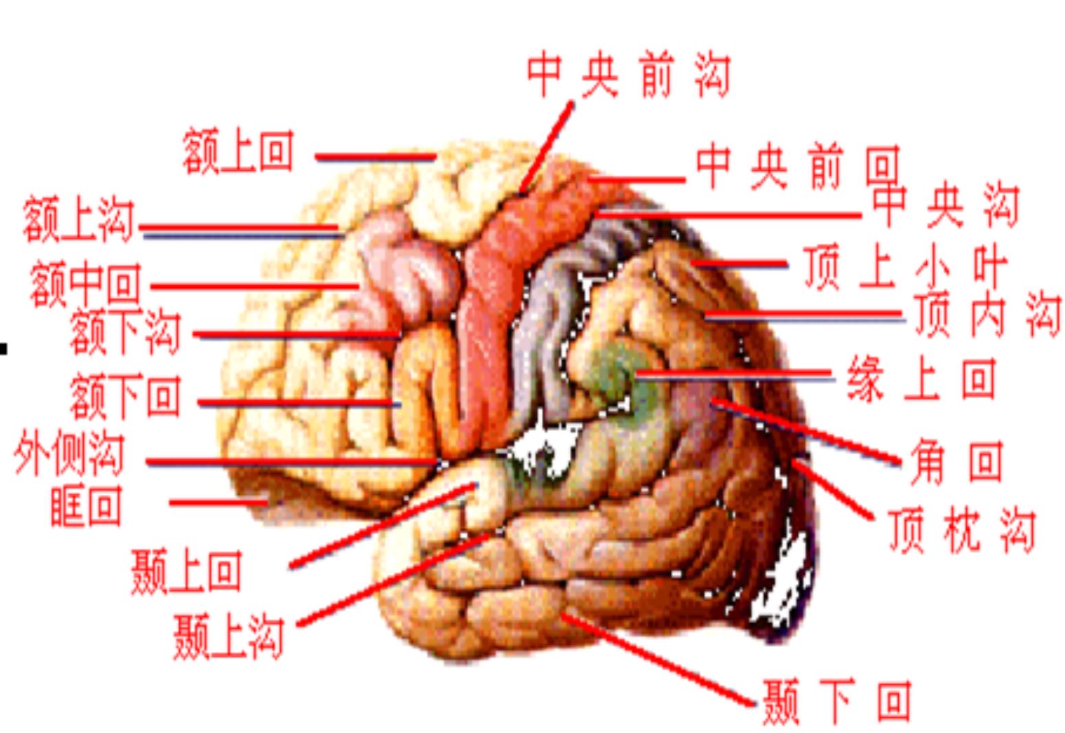 人体功能在大脑皮层上有定位关系,如感觉区,运动区等在大脑皮质上都有