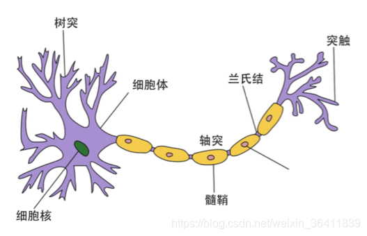 图1  神经元