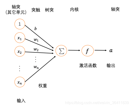 图2：人工神经元与生物神经元的相对应