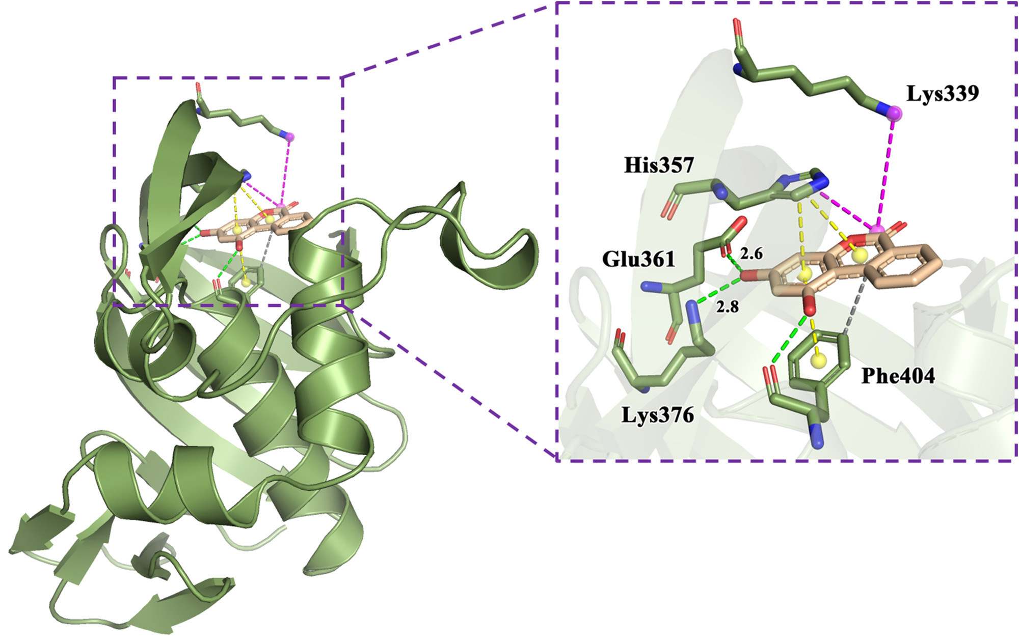 使用PyMOL绘制蛋白与配体分子结合模式图