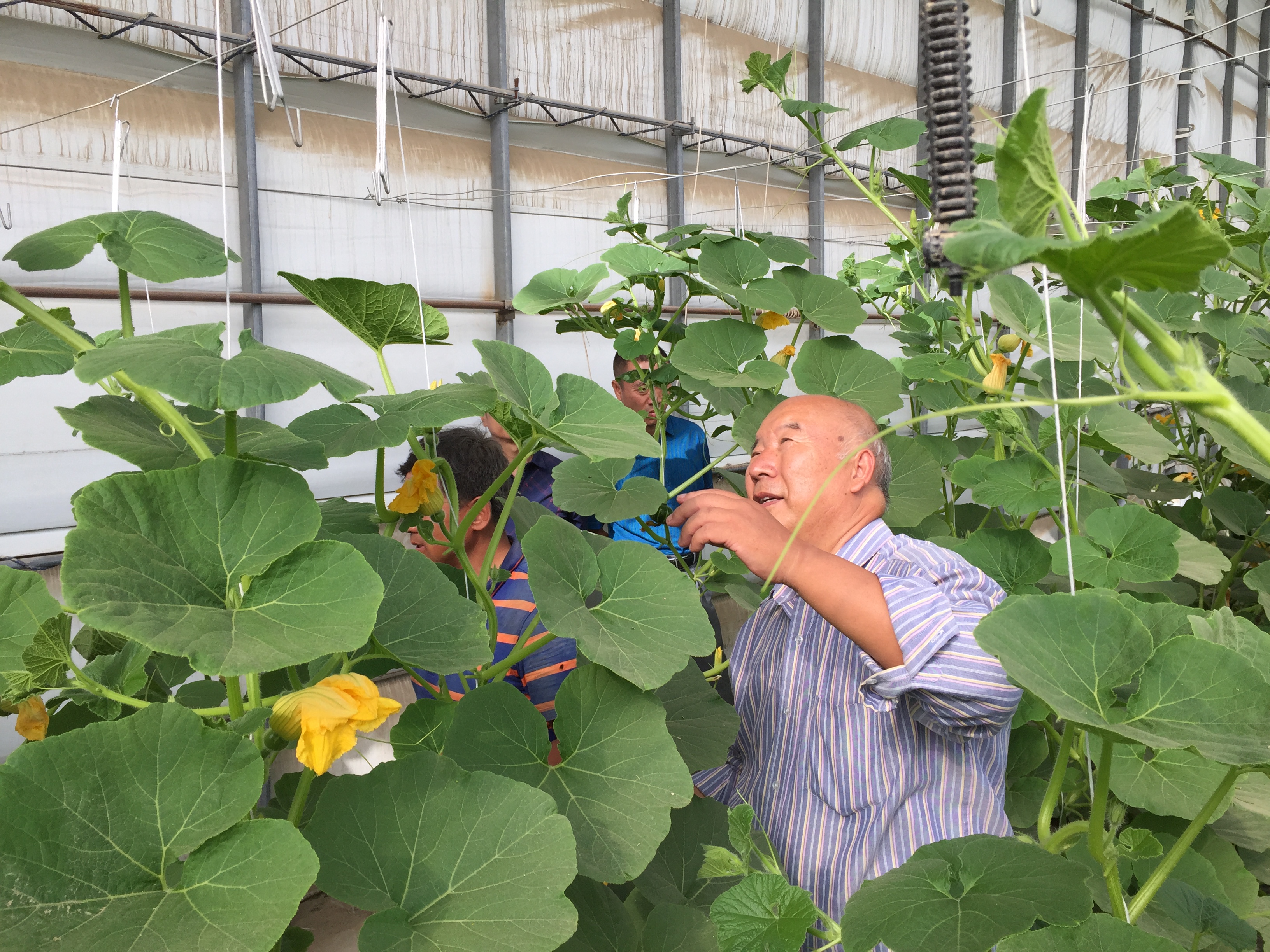 图为北京植得智能互联科技有限公司种植现场