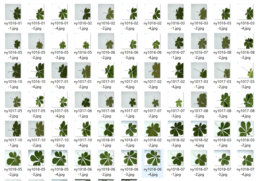 用matlab画树叶图片