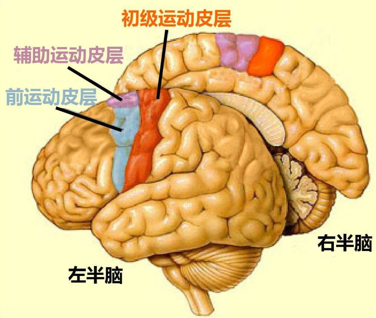 大脑中负责行动的脑区称为运动皮层,位于额叶和顶叶之间的中央前回