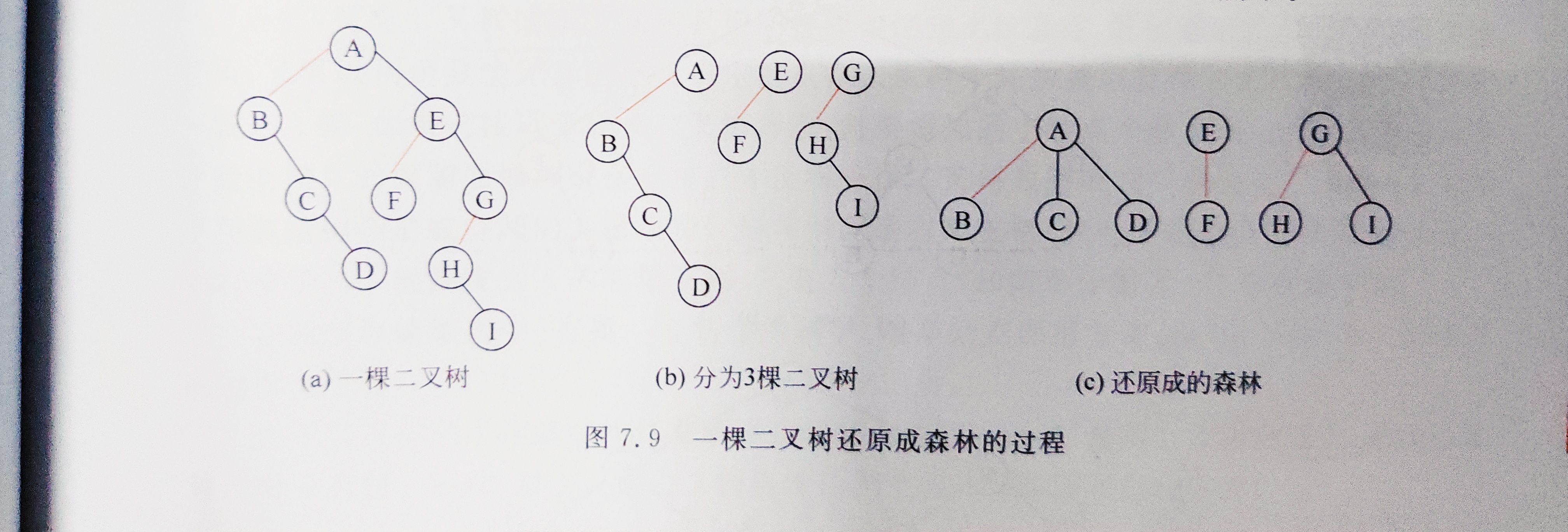 统计利用二叉树存储的森林中树的棵数c