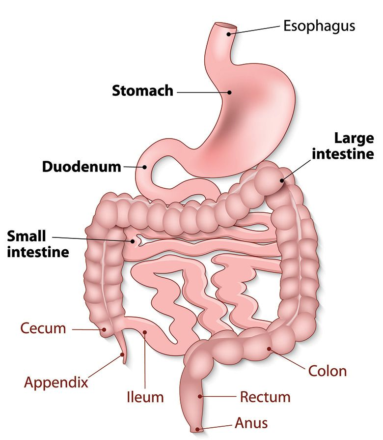 【英语学习】【医学】unit 05 the digestive system