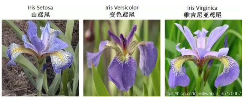 三种类型的鸢尾花