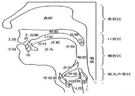 舌尖前音发音技巧图片