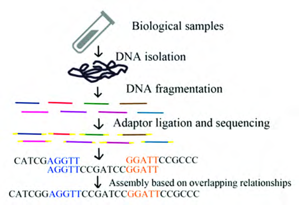 DNA 测序技术