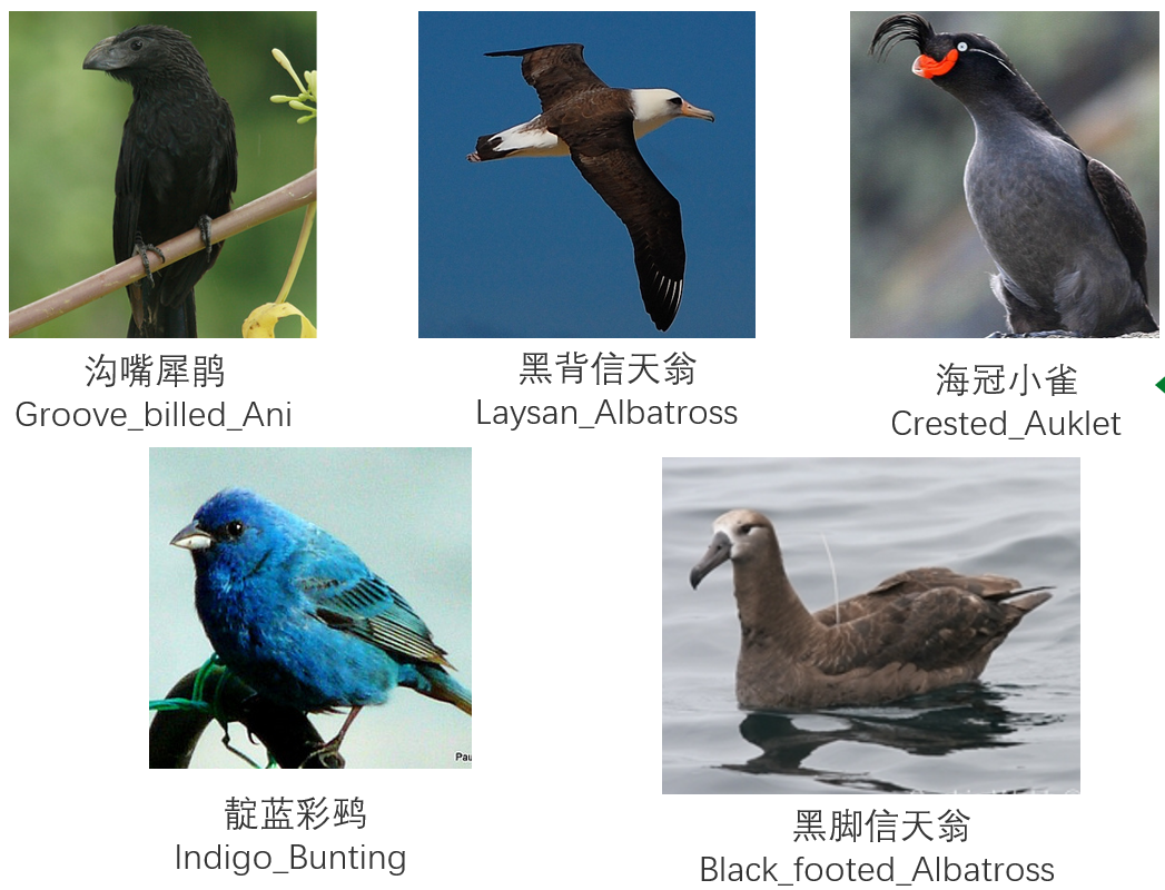 基于maskrcnn的鸟类识别app