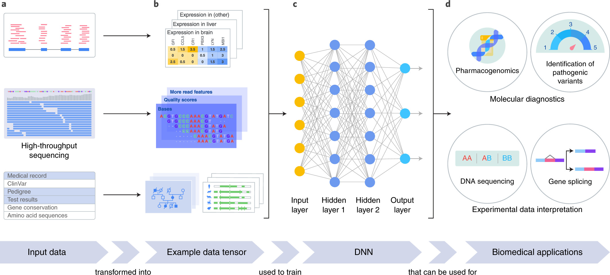 图4：基因组学中的ML。a、输入数据。基因组数据由实验测量数据组成，从中可以预测某些特性或感兴趣的结果。这些数据通常是多种多样的，可能包括序列、基因表达、功能数据以及其他形式的分子数据。b、数据张量的例子。需要将原始的实验测量数据转换成适合深度学习算法使用的形式，深度学习算法将多维数据张量和相关目标标签作为输入。c、DNN。已标记的张量用于训练神经网络来预测输入数据标签。d、生物医学应用。经过训练的DNNs可用于生物医学应用，如预测以前未见过的数据张量的标签或检查输入数据和输出标签之间的关系。应用示例包括解释实验数据(例如，从测序仪的输出推断DNA序列或推断DNA突变对基因剪接的影响)和分子诊断(例如，预测基因突变对疾病风险或药物反应的影响)，以及其他许多应用。