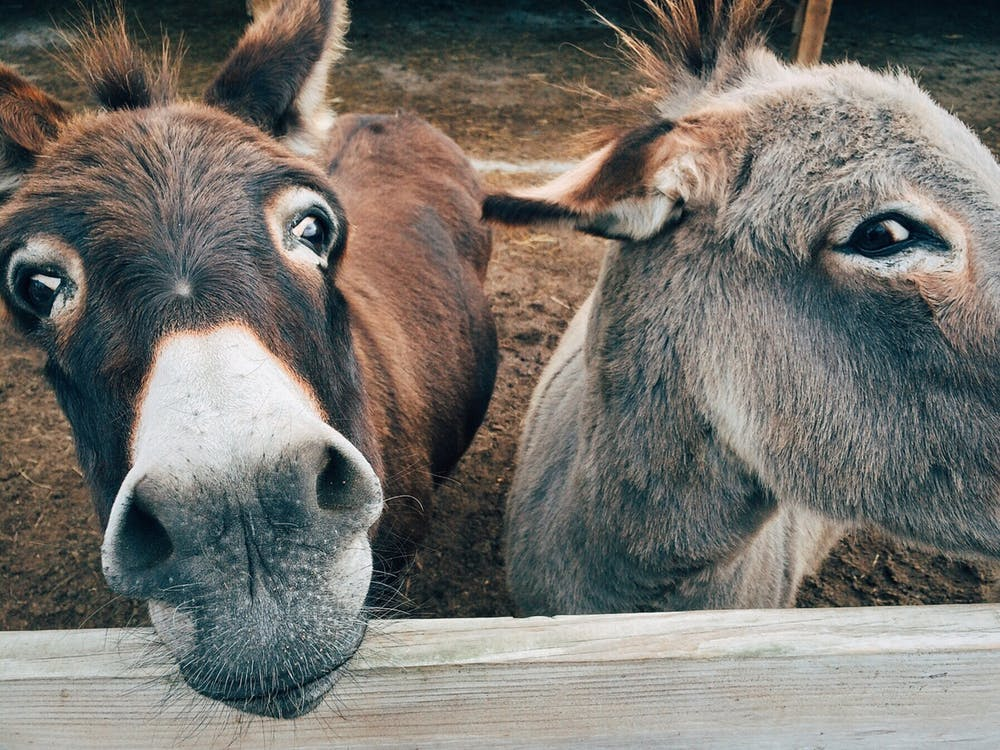 pic from https://www.pexels.com/photo/2-brown-and-grey-donkey-closeup-photography-208821/