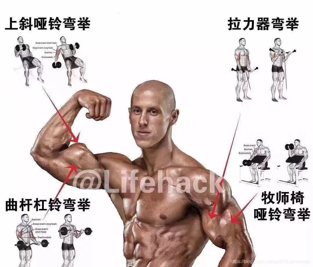 健身知识 动作图解 待全 Eartholtainanwan的博客 Csdn博客 健身知识 动作图解 待全 Eartholtainanwan的博客 Csdn博客