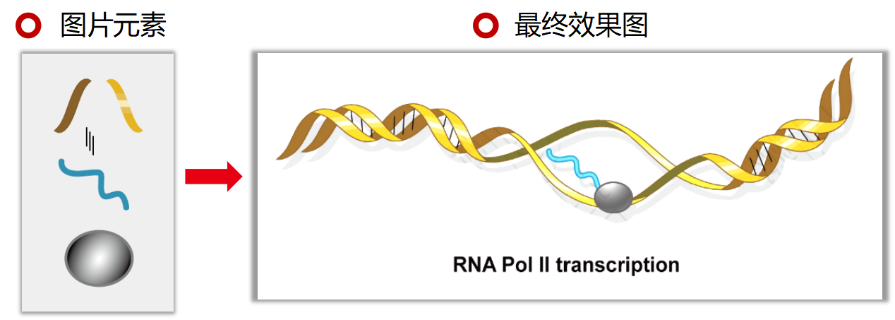 一张图胜过1000字，高分文章里的分子机制图教程都在这里了~_生物机制图怎么画_是Tt .的博客-CSDN博客
