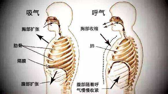 胸腹式呼吸是很难的, 一个简单的练习方法是——耳语发声法