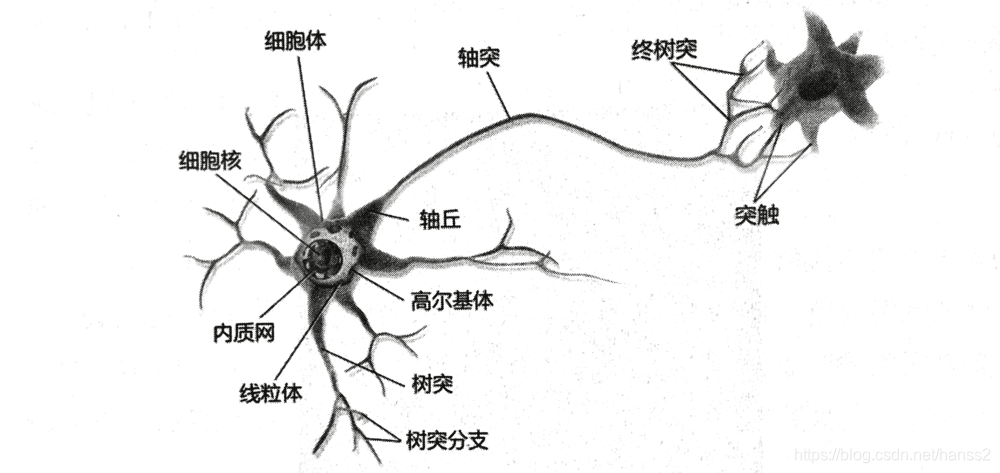 接受其他神经元传来的神经冲动,然后再将冲动传递到另一神经元.中间神经元分布在脑和脊髓等中枢神经内.它是三类神经元中数量最多的.其排列方式很复杂,有辐散式、聚合式、链锁状、环状等.