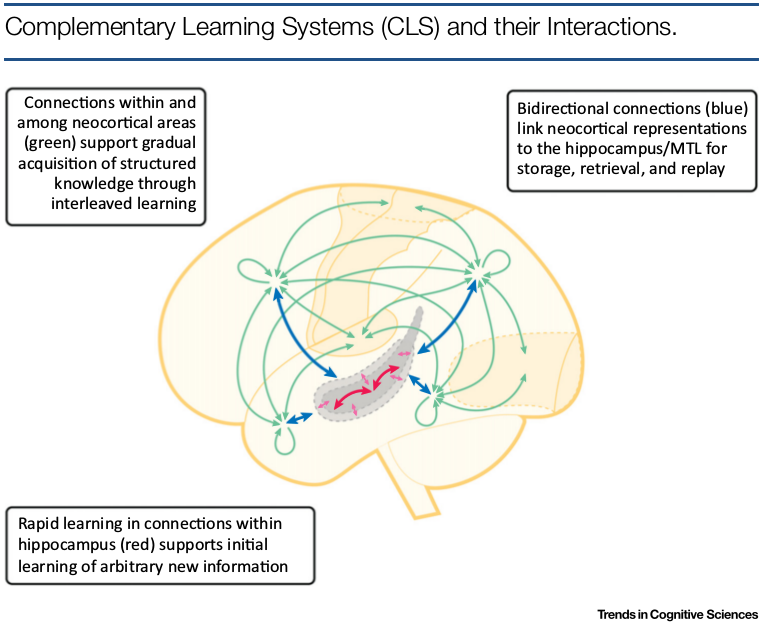 大脑中的学习机制: 海马体与新皮层构成的互补学习系统