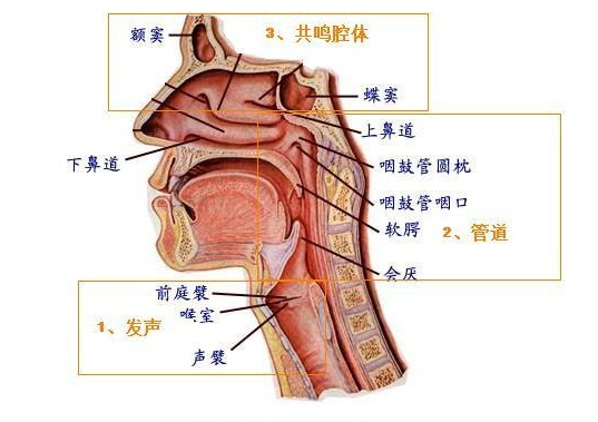 从发声机理到听觉感知认识声音的本质