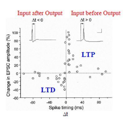 人工智能的未来--神经科学启发的类脑计算综述_snn 有哪些结构-CSDN博客