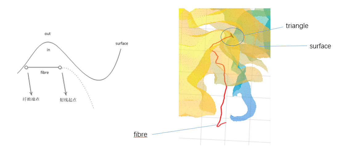 探究白质纤维与大脑皮层surface的连接 Charse L的博客 Csdn博客