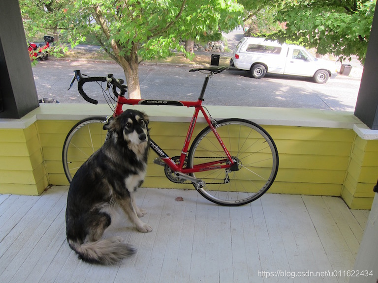 dog_bike_car.jpg