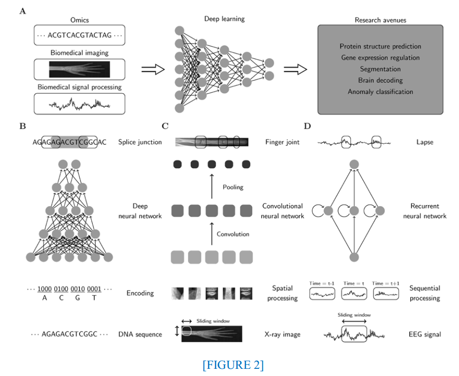 译文Deep Learning in Bioinformatics --深度学习在生物信息学领域的应用（1）_deep learning in ...