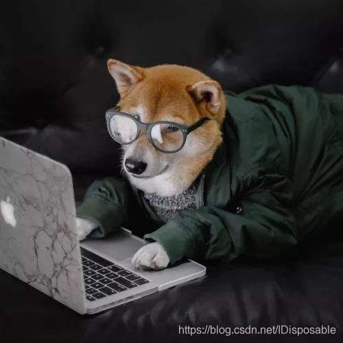coding dog