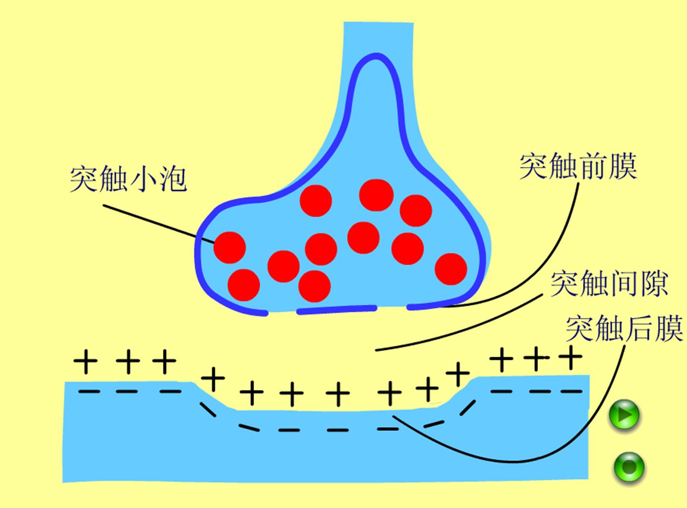 突触简笔画图片