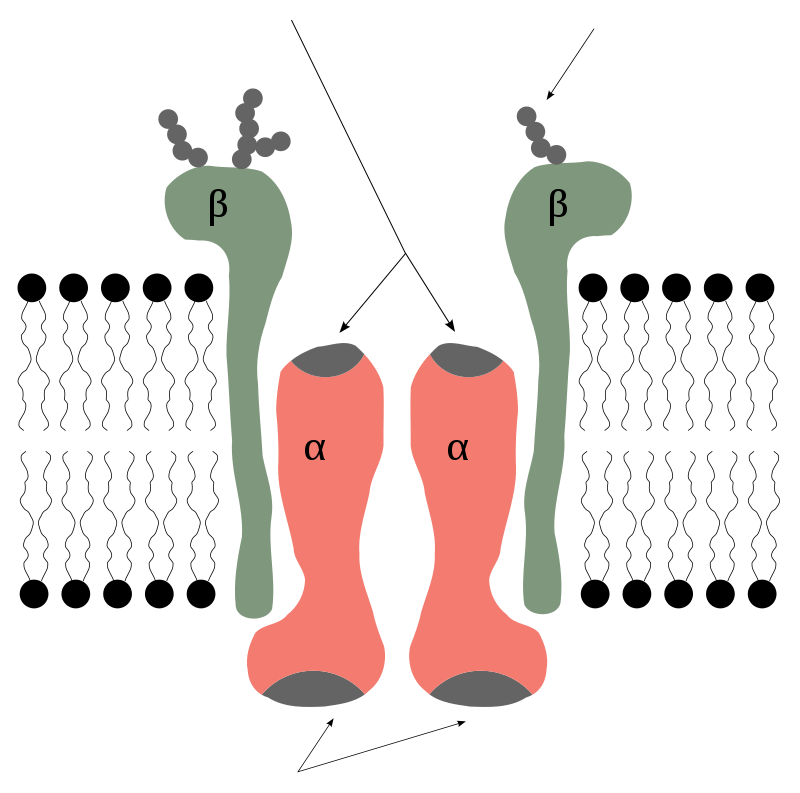 Sodium potassium pump