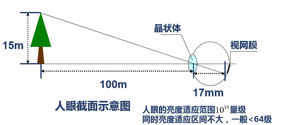 包括:光学过程;化学过程;神经处理过程 光学过程 物体在视网膜上成像