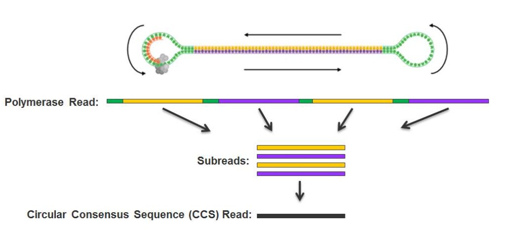 Pacbio 数据相关的几个重要概念_subreads-CSDN博客