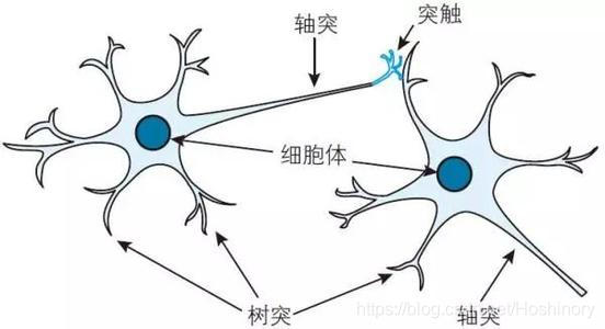 生物神经元细胞