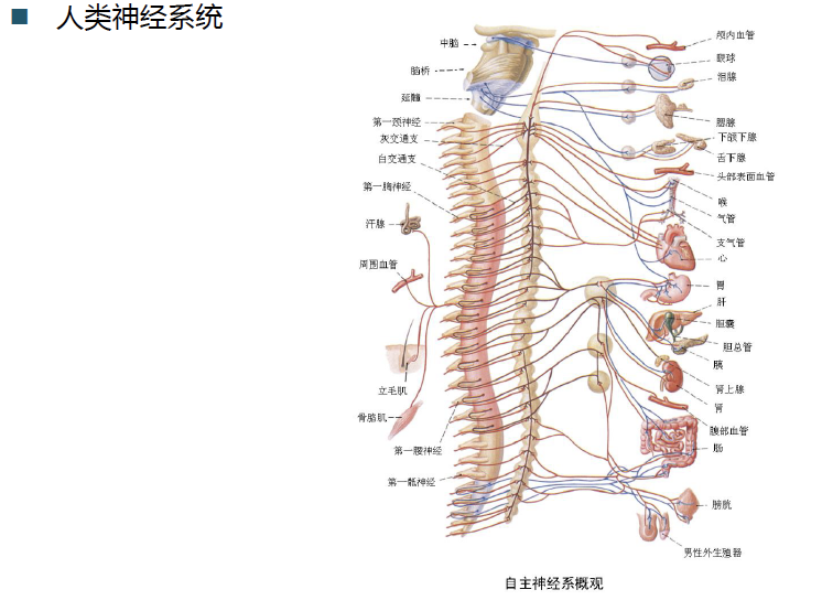 分类2(决策树,信息增益,神经网络,人工神经网络,hopfield神经网络)—