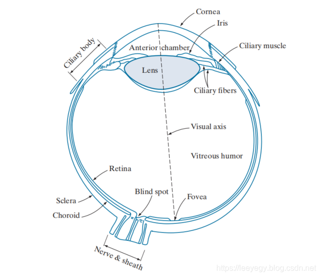 人类眼睛的简化示意图