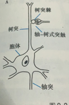 神经细胞示意图