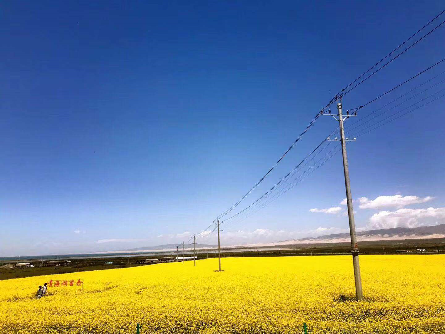 渔场路上的油菜花