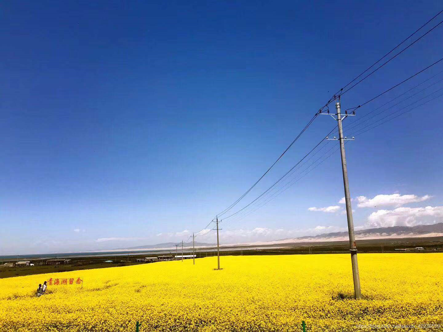 渔场路上的油菜花
