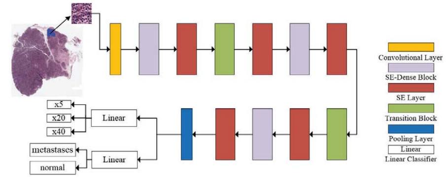 Multitask Classification of Breast Cancer Pathological Images Using SE-DenseNet