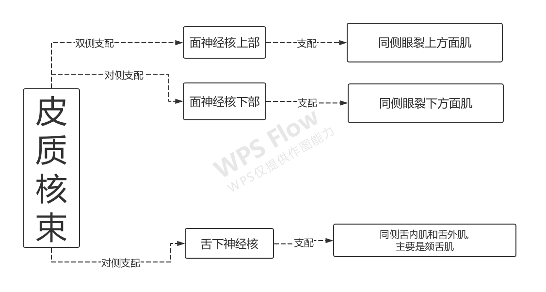 皮质核束
