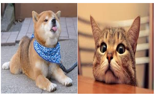 图片插的好违和