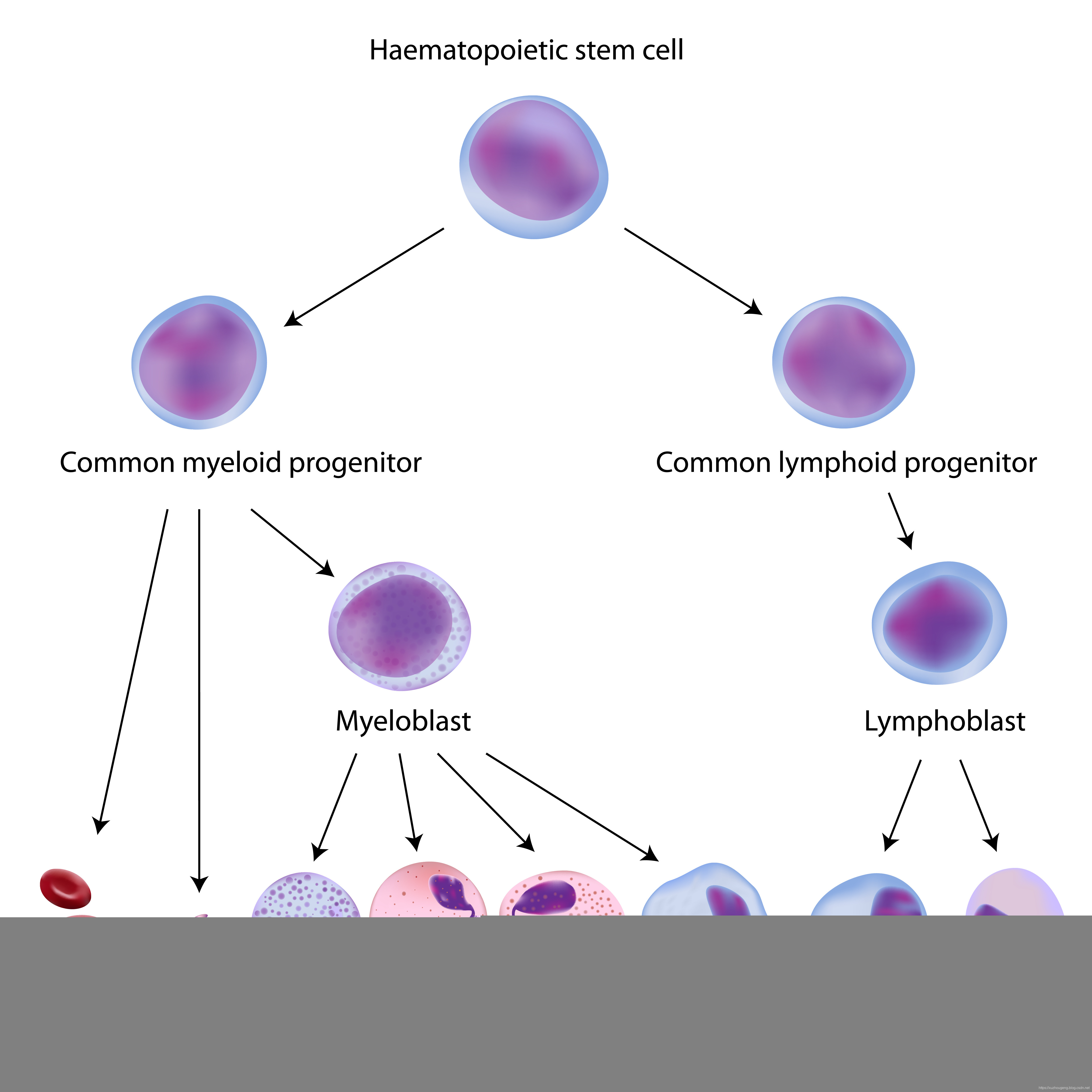 peripheral blood mononuclear cells hematopoiesis