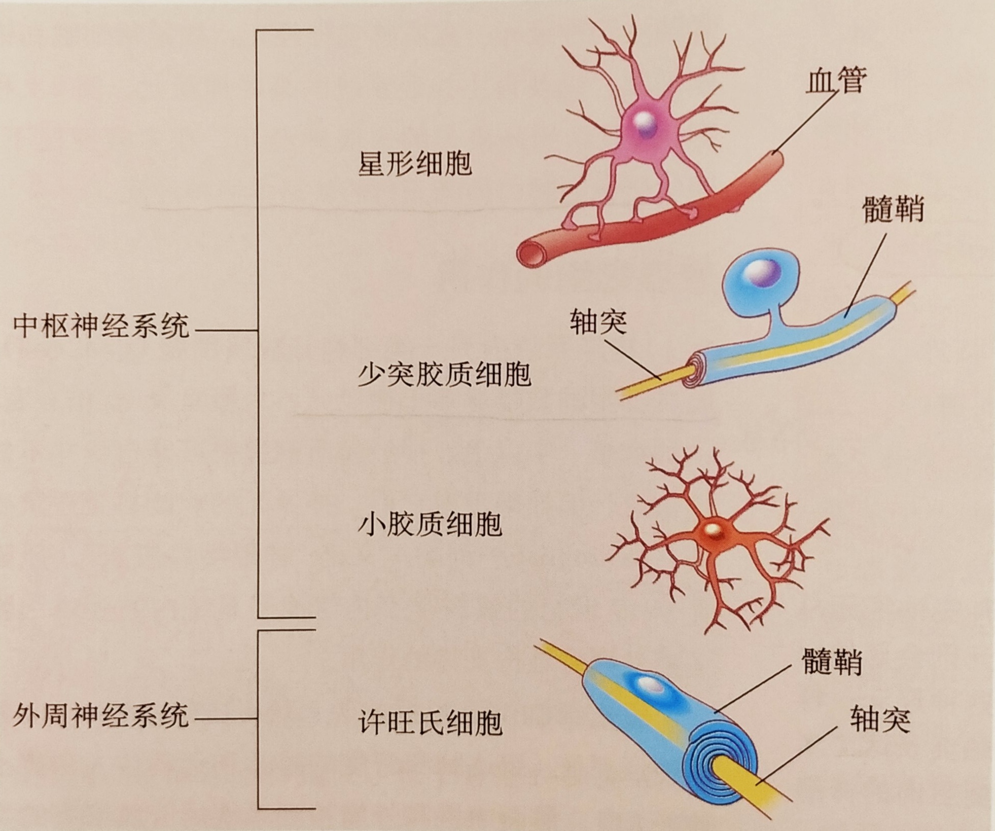 1,神经系统细胞