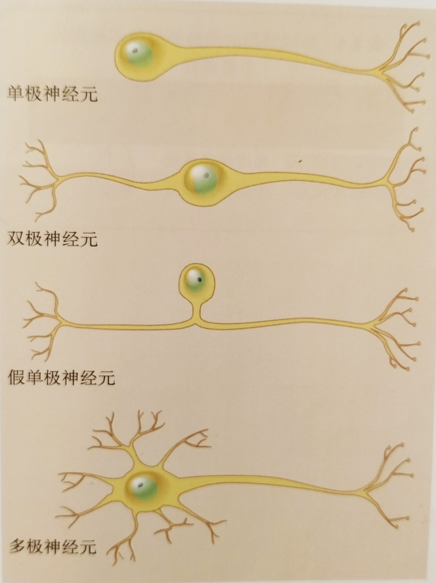 双极神经元图片