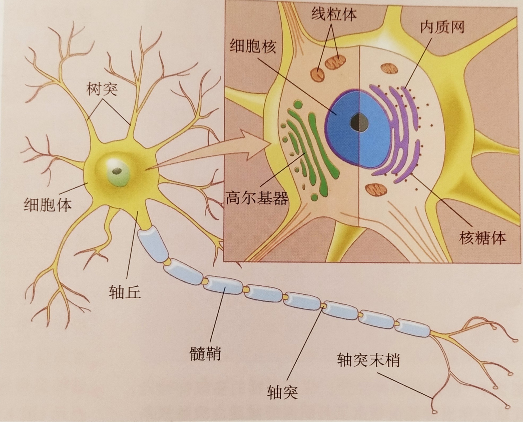 1,神经系统细胞