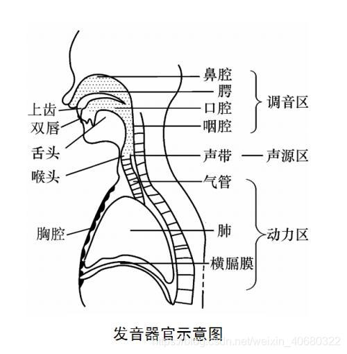 人类发音器官示意图