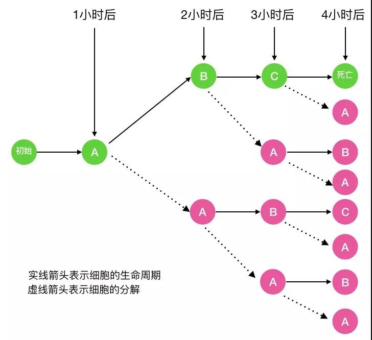 细胞分裂